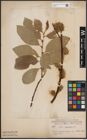 Foto von Salix caprea L.